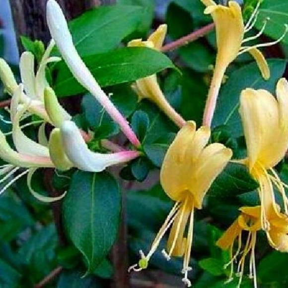 COPY - 6 Heirloom Honeysuckle Starter Plants - Picture 1 of 3